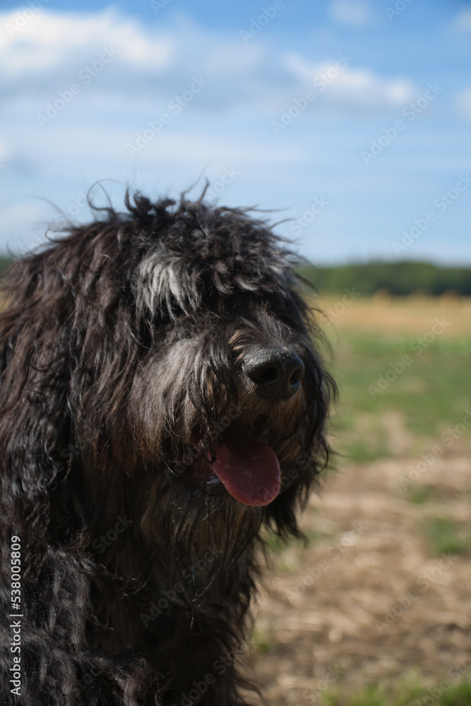 Portrait of a Goldendoodle dog. Fluffy, curly, long, black light brown fur. Dog