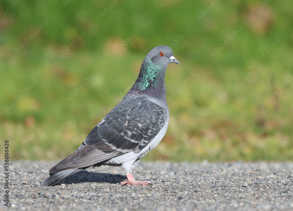 Piegon Piegon