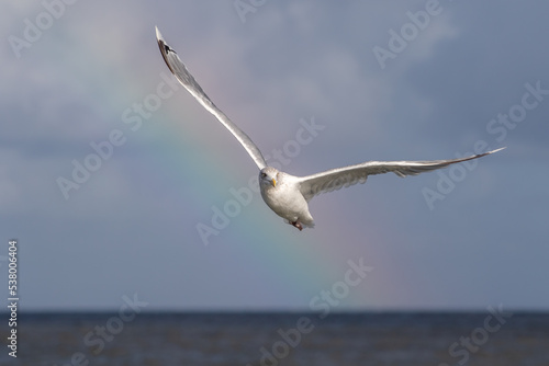 Gull flying above the sea with al beautiful rainbow in the background