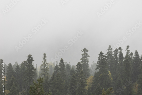 autumn forest and fog in the mountains. vertical photo. Photo wallpaper with mountain view  space for text