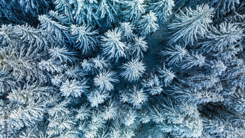 Winter Forest in Switzerland Winter Forest in Switzerland