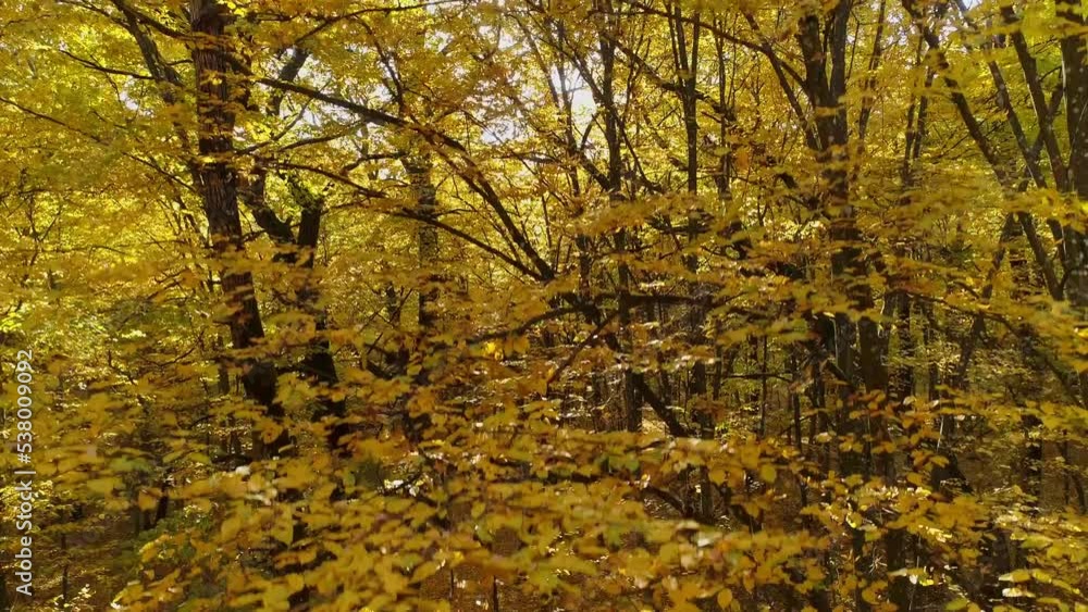 Flying up among the autumn trees in the forest. Hornbeam trunks. The sun shines into the camera. Flying up among the autumn trees in the forest. Hornbeam trunks. The sun shines into the camera.