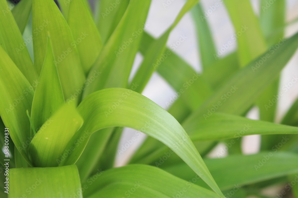 Obraz premium The suji leaf plant is used as a natural green dye