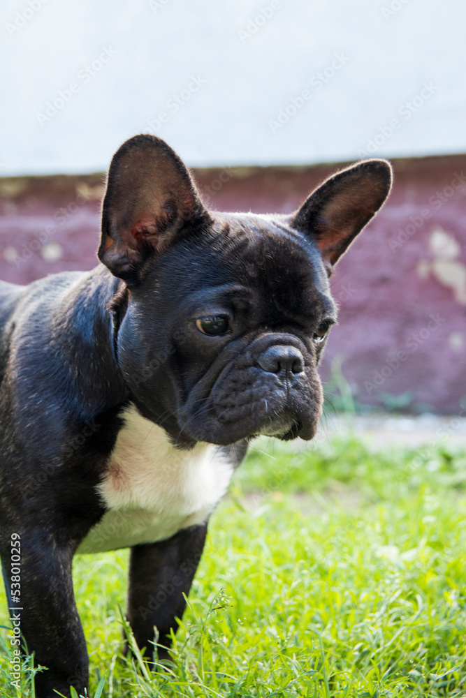 Close-up portrait of a black French bulldog on a green lawn.