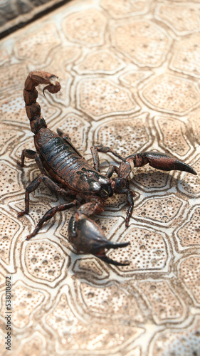 black scorpion ready to strike with its tail sting, covered in mud standing on the ground on a bright morning photo