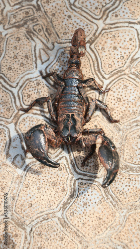 black scorpion ready to strike with its tail sting  covered in mud standing on the ground on a bright morning