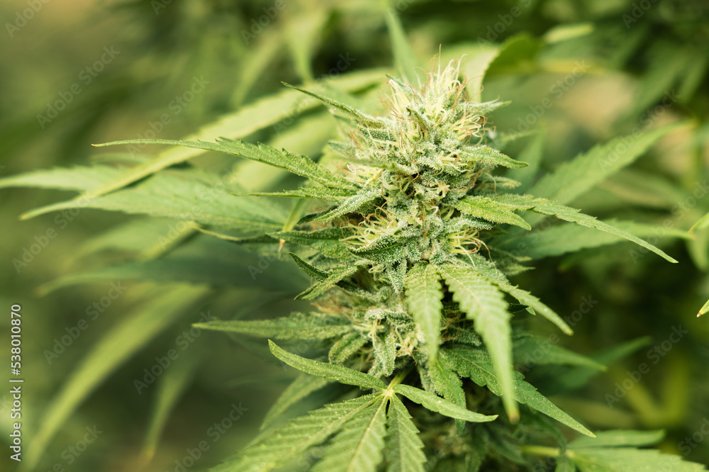 Blooming ripe Marijuana with Buds and green Leaves. Organic Cannabis Sativa Female Plants with CBD Blooming ripe Marijuana with Buds and green Leaves. Organic Cannabis Sativa Female Plants with CBD