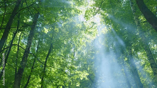 Summer sun rays shimmer. Forest at sunrise on a summers day with light flickering through leaves. Wide shot.