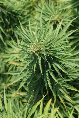 Blooming ripe Marijuana with Buds and green Leaves. Organic Cannabis Sativa Female Plants with CBD © katrinshine