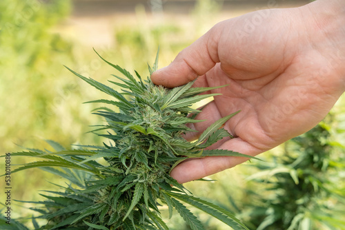 Farmer controlling quality of blooming Marijuana. Organic Cannabis Sativa Female Plants with CBD