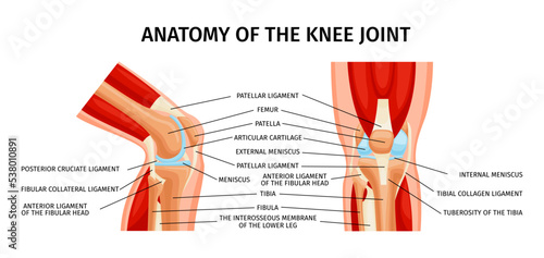 Knee Joint Anatomy Infographics