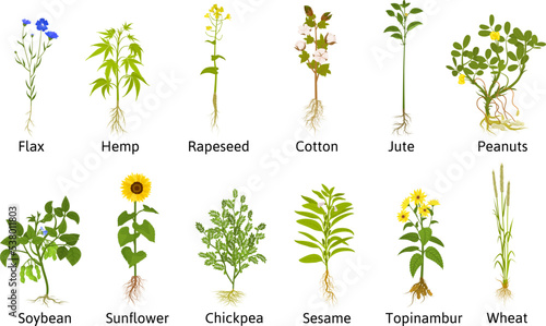 Technical Flowers Plants Collection