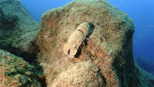 Fototapeta Naklejka Na Ścianę i Meble -  Underwater photo of a Slipper lobster at a reef