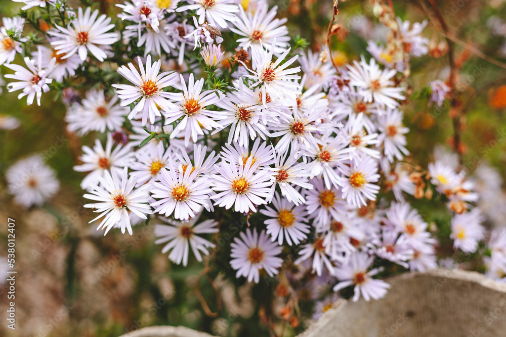 Aster shrub in the autumn garden. Symphyotrichum dumosum Aster shrub in the autumn garden. Symphyotrichum dumosum