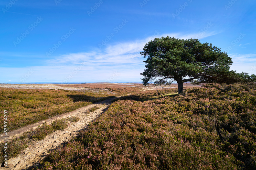 A lone tree on the remote heather moorland on a sunny day below Bolt's Law near Blanchland in Northumberland, England, UK. A lone tree on the remote heather moorland on a sunny day below Bolt's Law near Blanchland in Northumberland, England, UK.
