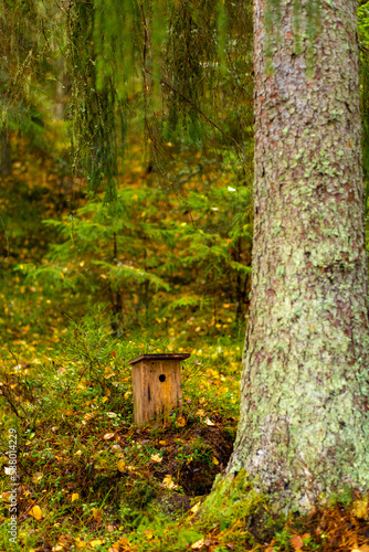 squirrel in the forest . leesie bird house