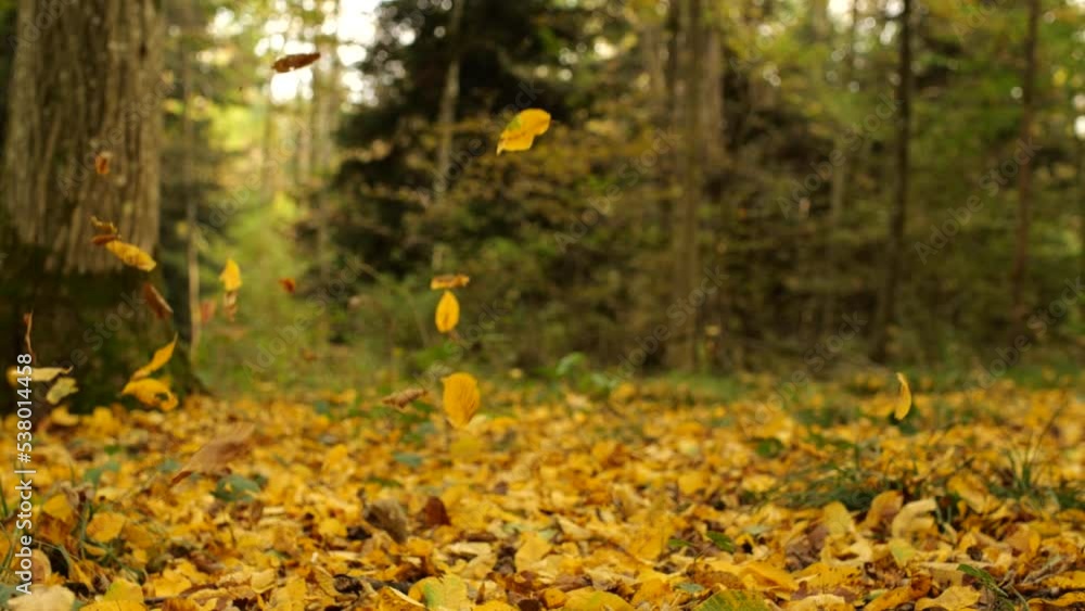 Colorful autumn leaves falling on the ground in a forest cover. Close up wide angle, slow motion, no people Colorful autumn leaves falling on the ground in a forest cover. Close up wide angle, slow motion, no people