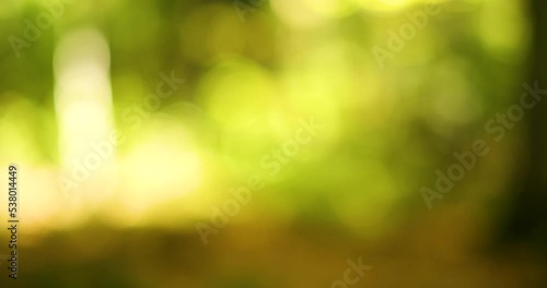 Forest greenery bokeh abstract video background. Defocused autumn leaves, panning left to right, real time, no people