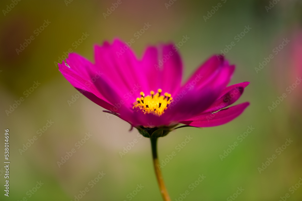 Cosmos is a genus, with the same common name of cosmos, consisting of flowering plants in the sunflower family. Macro close up of colorful flower with pink magenta petals and yellow composites.
