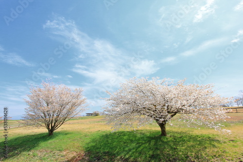 牧場に咲く桜の木