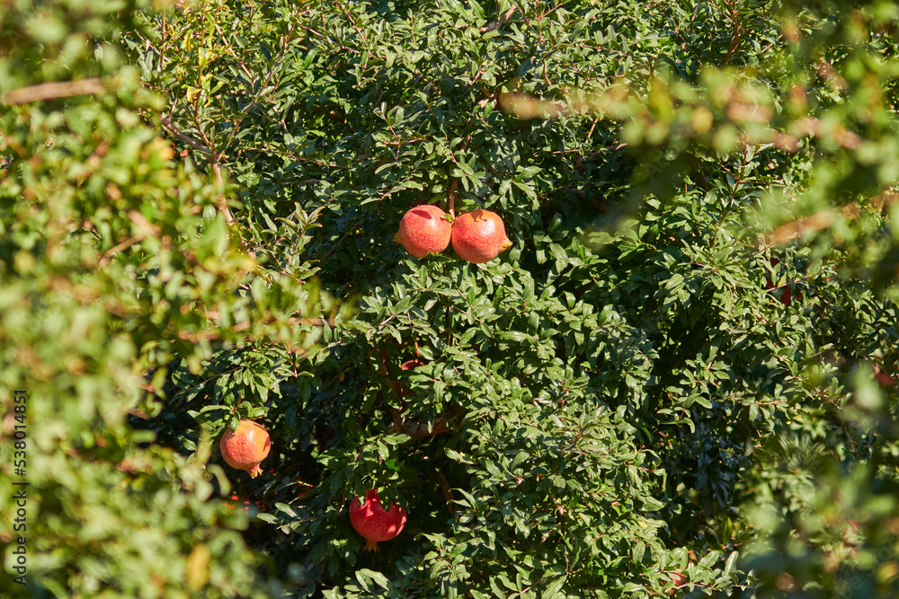 Organic pomegranate hanging on a tree branch on a sunny day