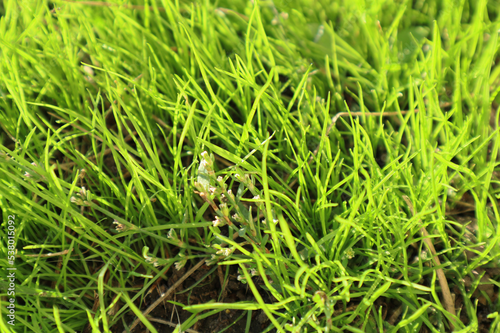 Fresh green grass background in sunny summer day in park. Spring background Fresh green grass background in sunny summer day in park. Spring background