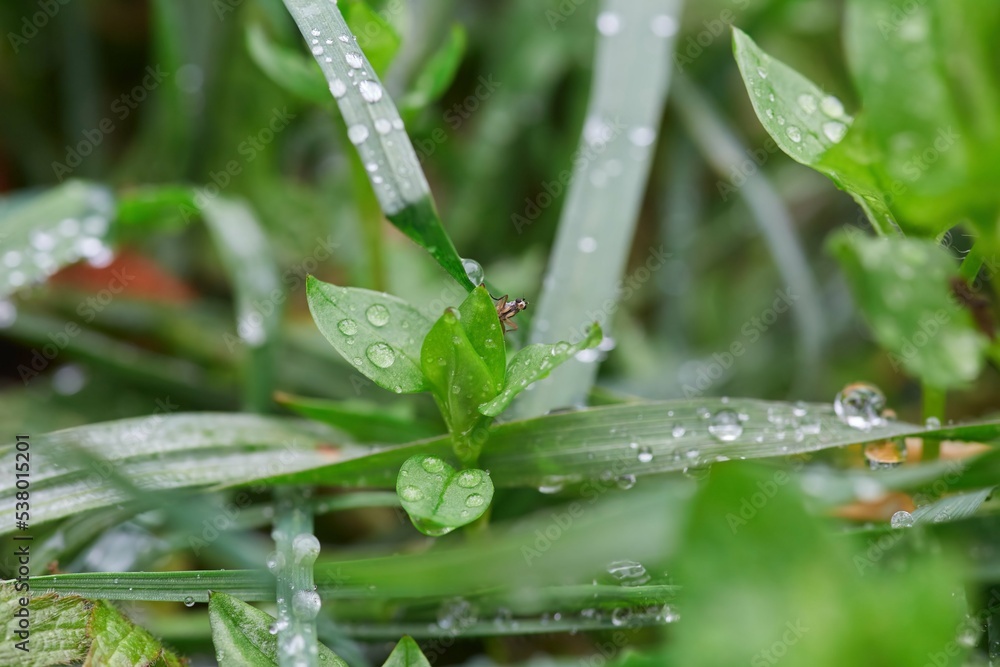Forest or meadow grass with droplets after rain. Natural phenomena and flora. Forest or meadow grass with droplets after rain. Natural phenomena and flora.