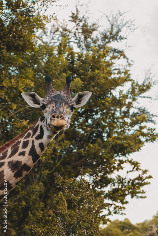 A giraffe standing tall in its natural habitat. A giraffe standing tall in its natural habitat.