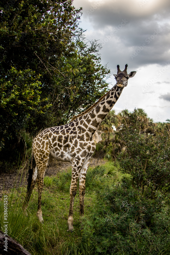 A giraffe standing tall in its natural habitat. A giraffe standing tall in its natural habitat.