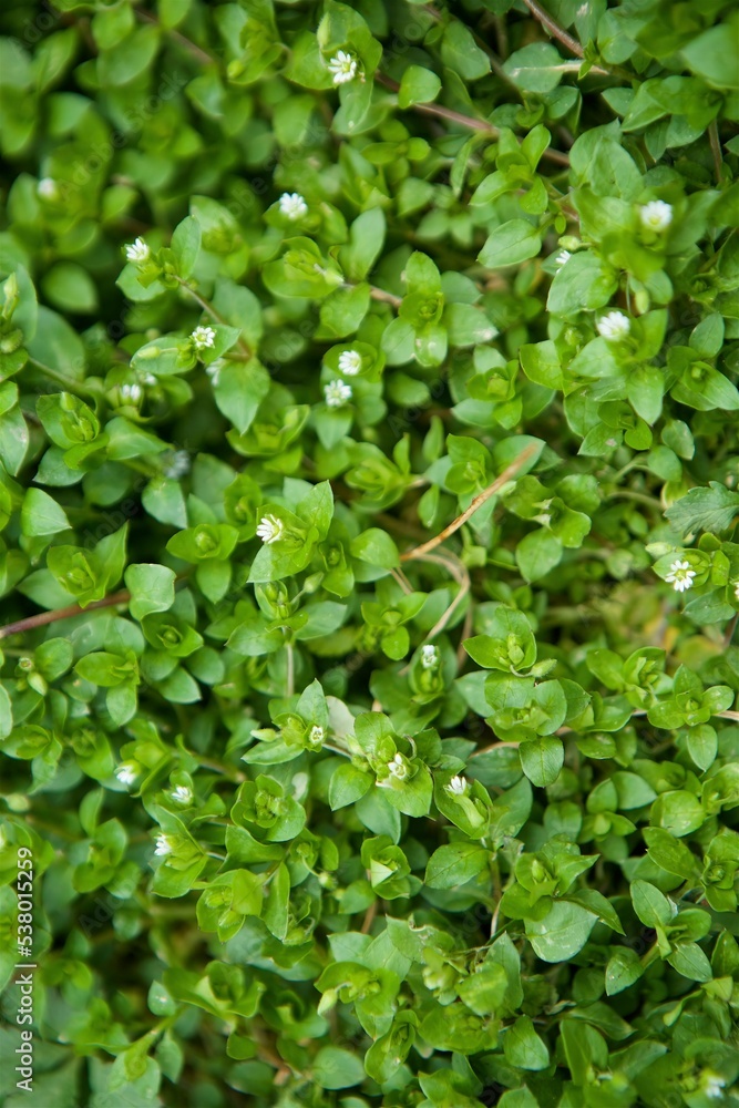 Small first spring flowers grown in the meadow. The flowering of nature. Small first spring flowers grown in the meadow. The flowering of nature.