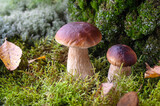 Two mushroom boletus edulis in the forest. Edible mushroom boletus edulis close up.