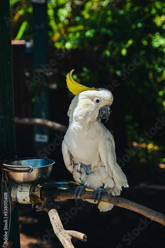 Vertical shot of a Leonora cockatoo (Cacatua galerita Eleonora) standing on a branch photo