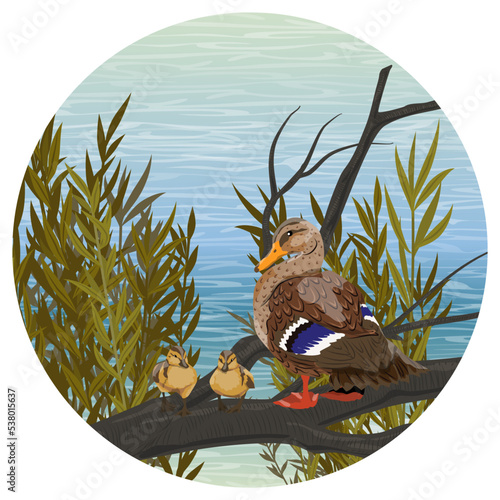 round composition. A duck and ducklings stand on a branch of a fallen tree on the shore of a lake. countryside. Vector realistic landscape.