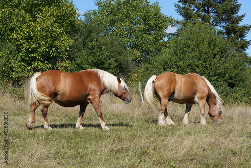 Zwei Comtois Pferde auf einer Weide im Freien