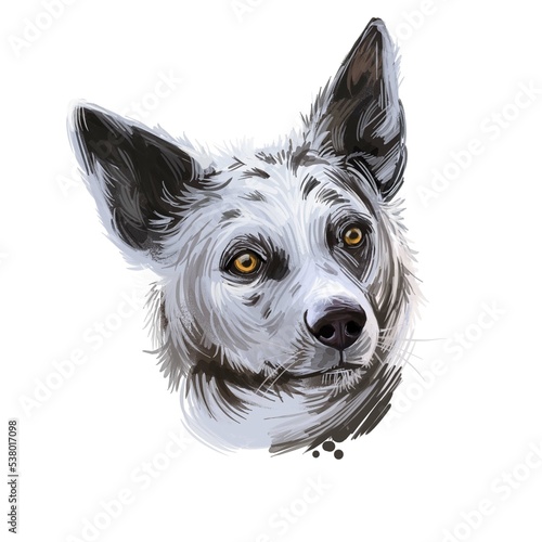 Koolie, Australian Koolie, German Coolie, German Koolie, Coulie, German Collie dog digital art illustration isolated on white background. Australia origin working herding dog. Pet hand drawn portrait photo