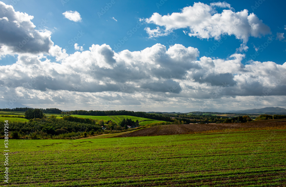 緑一面の畑と大きな雲