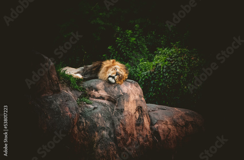 the Lions on top of their rock. sleeping and relaxing in the heat 