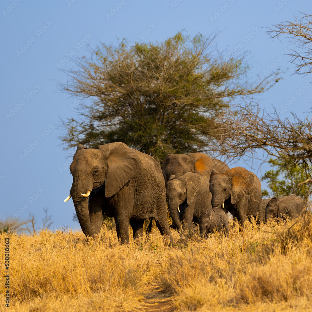 Obraz premium a breeding herd of African Elephants on the move