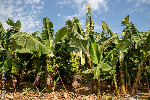 antalya alanya banana trees and banana image