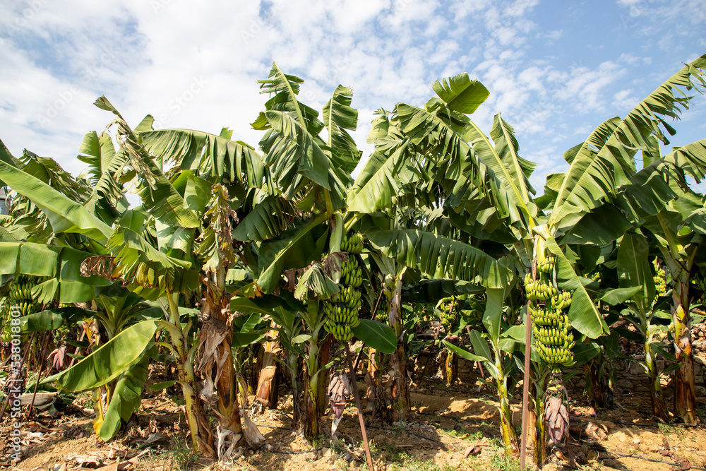 antalya alanya banana trees and banana image antalya alanya banana trees and banana image