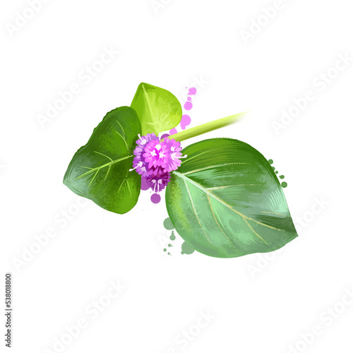 Punarnava - Boerhaavia diffusa ayurvedic herb, flower. digital art illustration with text isolated on white. Healthy organic spa plant widely used in treatment, preparation medicines for natural usage