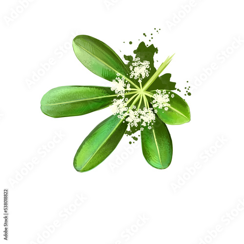 Chitvan - Alstonia scholaris ayurvedic herb, flower. digital art illustration with text isolated on white. Healthy organic spa plant widely used in treatment, preparation medicines for natural usages photo