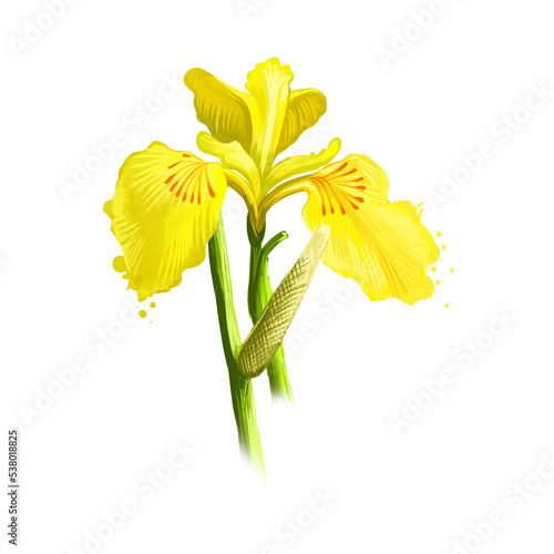 Bach - Acorus calamus ayurvedic herb, flower. digital art illustration with text isolated on white. Healthy organic spa plant widely used in treatment, for preparation medicines for natural usages