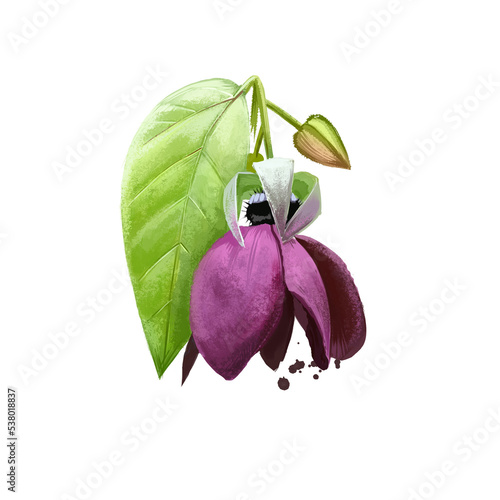 Ulatkambal - Abroma augusta ayurvedic herb, flower, blossom. digital art illustration with text isolated on white. Healthy organic spa plant used in treatment, preparation medicines for natural usages