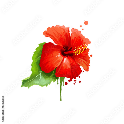 Jaba - Hibiscus rosa-sinensis ayurvedic herb digital art illustration with text isolated on white. Healthy organic spa plant widely used in treatment, for preparation medicines for natural usages
