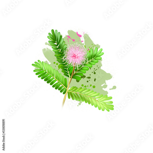 Lajalu - Mimosa pudica ayurvedic herb, blossom. digital art illustration with text isolated on white. Healthy organic spa plant widely used in treatment, for preparation medicines for natural usages