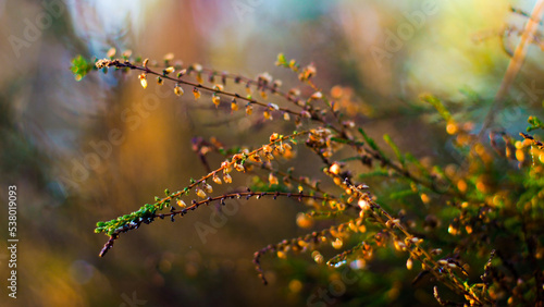 Teintes orangées chatoyantes dans la forêt des Landes de Gascogne, mise en valeur par la lumière du coucher du soleil