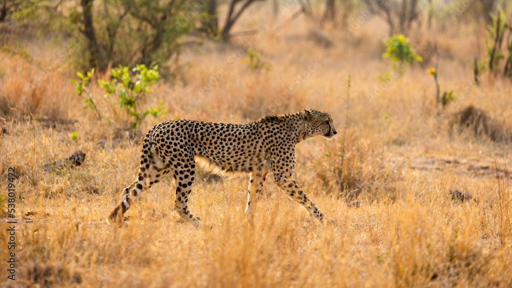 Cheetah walking during the golden hour Cheetah walking during the golden hour