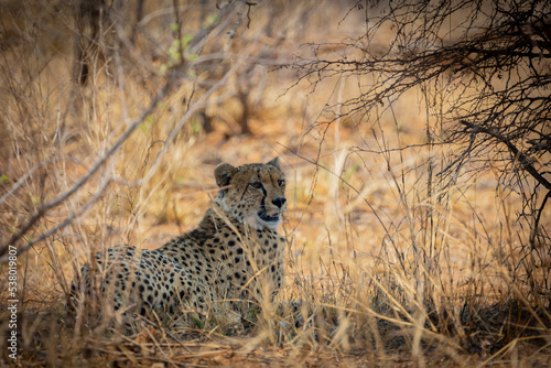 A cheetah walking in the wild