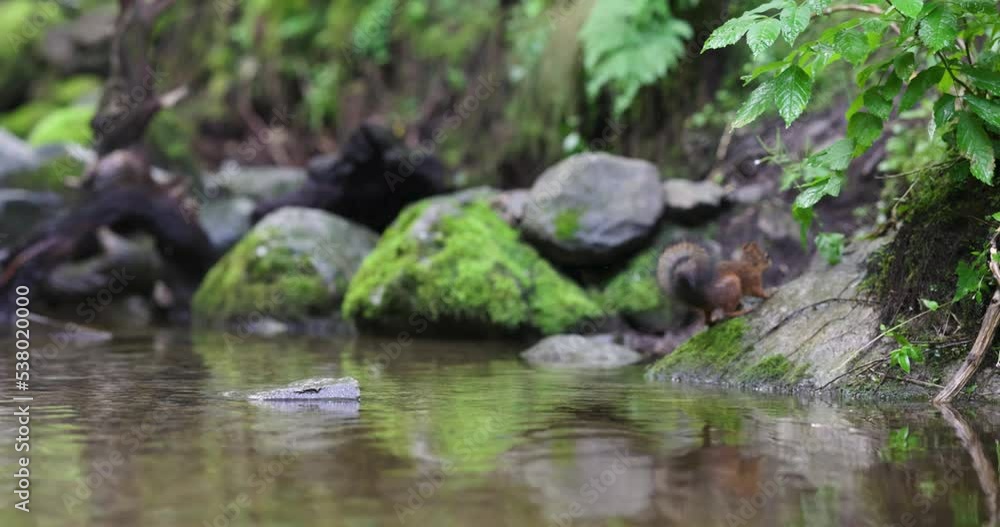 Red squirrel jump from a rock and shake off water Red squirrel jump from a rock and shake off water